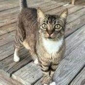 Izzy -  Domestic Short Hair Cat for Adoption in Port Neches, Texas - Izzy | PetCurious
