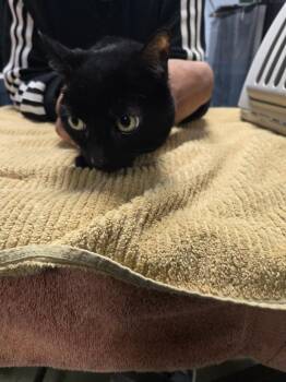 Domestic Short Hair Cats Available for Adoption - Sidney | PetCurious