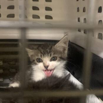 Domestic Short Hair Cats Available for Adoption in West Palm Beach, Florida - Dory | PetCurious