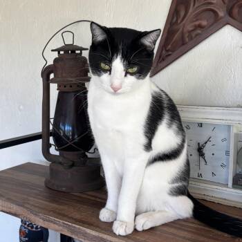 Rescue Domestic Short Hair Cats for Adoption in East Amherst, New York - Danny | PetCurious