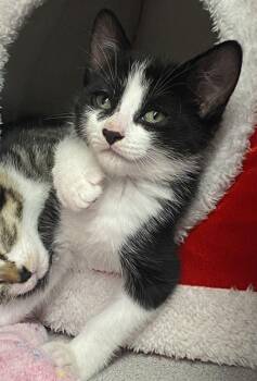 Lapis -  Domestic Short Hair Cat Available for Adoption in Alexandria, Virginia - Lapis | PetCurious