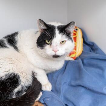 Domestic Short Hair Cats Available for Adoption - Moo | PetCurious