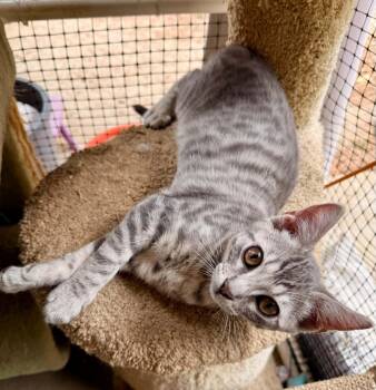 Kimchi -  Domestic Short Hair Cat for Adoption in San Juan Capistrano, California - Kimchi | PetCurious