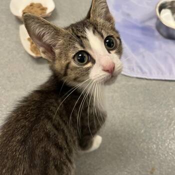 Hershey -  Domestic Short Hair Cat for Adoption in West Palm Beach, Florida - Hershey | PetCurious