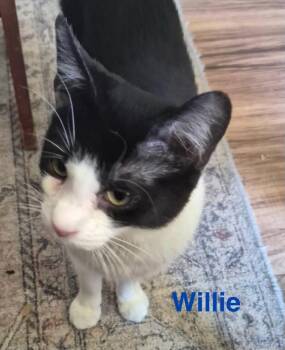 Domestic Short Hair Cats Available for Adoption - Willie | PetCurious
