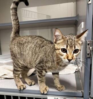 Liberty -  Domestic Short Hair Cat for Adoption in Stratham, New Hampshire - Liberty | PetCurious