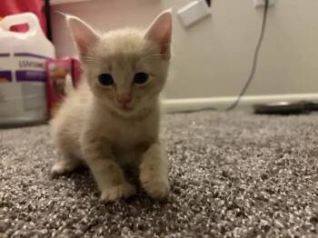 Habanero -  Domestic Short Hair Cat for Adoption in Wyoming, Michigan - Habanero | PetCurious