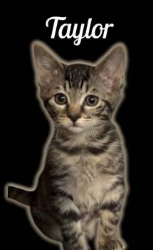 Taylor -  Domestic Short Hair Cat for Adoption in Auburn, California - Taylor | PetCurious