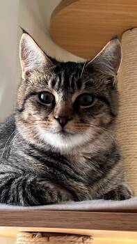 Rescue Domestic Short Hair Cats for Adoption in Lambertville, New Jersey - Wally | PetCurious