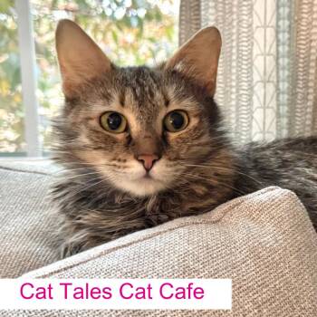 Domestic Medium Hair Cats Available for Adoption in Chapel Hill, North Carolina - Pippy | PetCurious