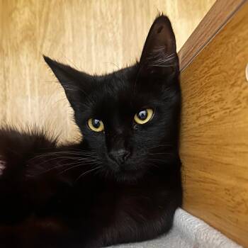 Nori -  Domestic Short Hair Cat for Adoption in Tustin, California - Nori | PetCurious