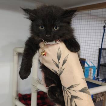 Sully -  Domestic Medium Hair Cat for Adoption in Madison, Wisconsin - Sully | PetCurious