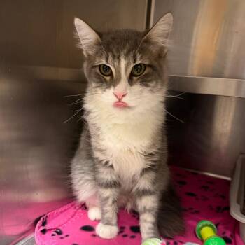 Henry -  Domestic Medium Hair Cat for Adoption in Newberg, Oregon - Henry | PetCurious