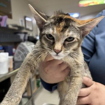 Domestic Short Hair Cats Available for Adoption - Ciri | PetCurious