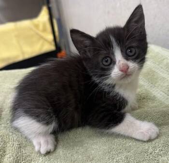Little Lady -  Domestic Short Hair Cat for Adoption in Honolulu, Hawaii - Little Lady | PetCurious