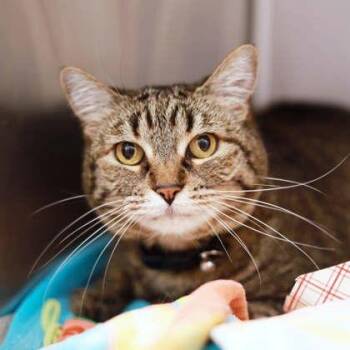 Gretchen -  Domestic Short Hair Cat for Adoption in Atlanta, Georgia - Gretchen | PetCurious