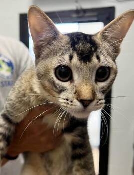 June -  Domestic Short Hair Cat for Adoption in Cottonwood, Arizona - June | PetCurious