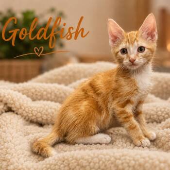 Goldfish -  Domestic Short Hair Cat for Adoption in Inman, South Carolina - Goldfish | PetCurious