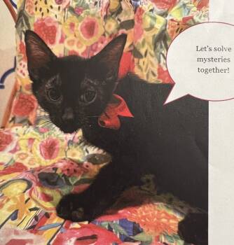 Rescue Domestic Medium Hair Cats for Adoption in Dayton, Minnesota - Nancy | PetCurious