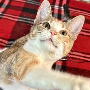 Arizona Rose -  Domestic Short Hair Cat for Adoption in Liverpool, Texas - Arizona Rose | PetCurious