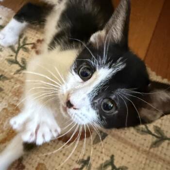 Zelia -  Domestic Short Hair Cat for Adoption in Newark, New Jersey - Zelia | PetCurious