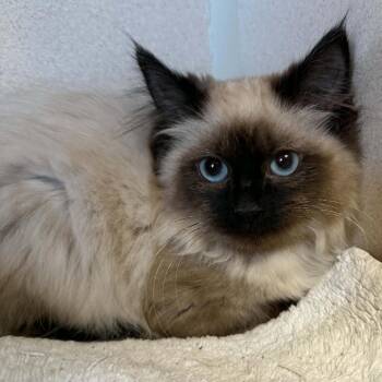 Persephone 260597 -  Domestic Medium Hair and Siamese Cat for Adoption in Gladstone, Michigan - Persephone 260597 | PetCurious