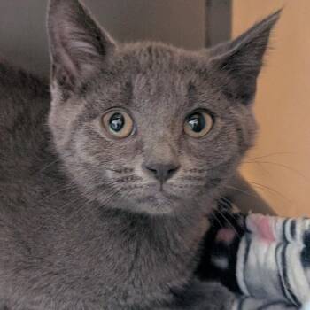 Domestic Short Hair Cats Available for Adoption in Watertown, New York - Jalapeno | PetCurious