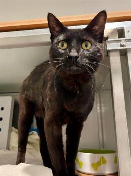 MAX -  Domestic Short Hair Cat for Adoption in San Francisco, California - MAX | PetCurious
