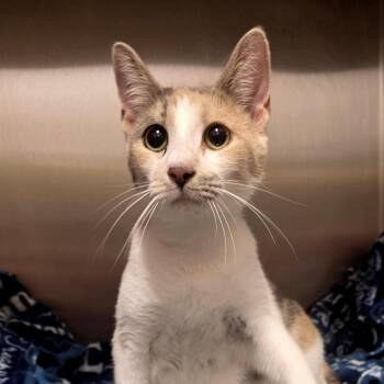 Domestic Short Hair Cats Available for Adoption in Fort Wayne, Indiana - Rhonda | PetCurious