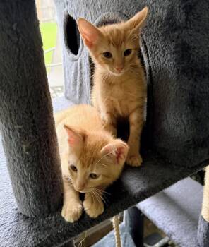 Rock -  Tabby and Siamese Cat for Adoption in Austin, Texas - Rock | PetCurious