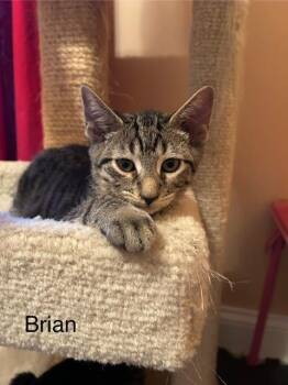 Rescue Domestic Short Hair Cats for Adoption in Hagerstown, Maryland - BRIAN | PetCurious