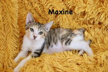 Maxine -  Manx Cat for Adoption in St. Augustine, Florida - Maxine | PetCurious