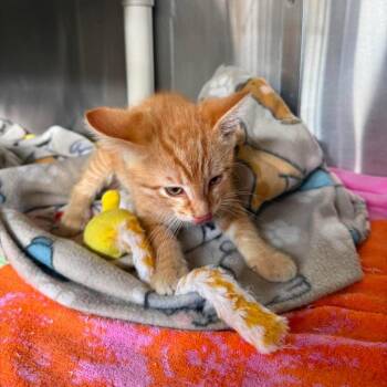 Gabriel -  Domestic Short Hair Cat for Adoption in Harrisville, West Virginia - Gabriel | PetCurious