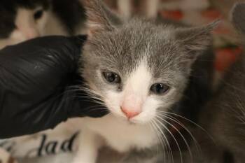 PAPAYA -  Domestic Short Hair Cat for Adoption in Columbia, South Carolina - PAPAYA | PetCurious
