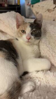 Rescue Domestic Short Hair Cats for Adoption in Oceanside, California - Callie | PetCurious