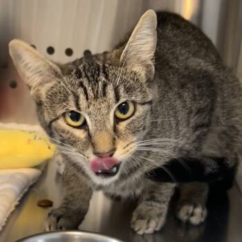 Rescue Domestic Short Hair Cats for Adoption in Denver, Colorado - Nala Kitty | PetCurious