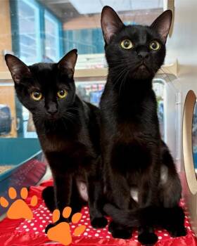 Domestic Short Hair Cats Available for Adoption in Novato, California - Starling | PetCurious