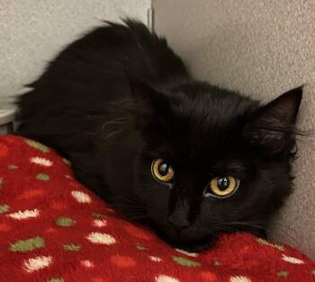 Cheese -  Domestic Long Hair Cat for Adoption in Mason City, Iowa - Cheese | PetCurious