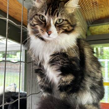 Cinnaboy -  Domestic Medium Hair Cat for Adoption in Maple Ridge, British Columbia - Cinnaboy | PetCurious