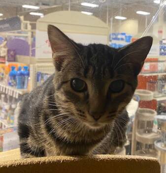 Rescue Domestic Short Hair Cats for Adoption in Sterling Heights, Michigan - Winslow | PetCurious