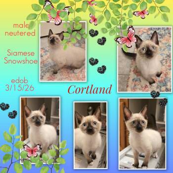 Cortland -  Siamese and Snowshoe Cat for Adoption in Missouri City, Texas - Cortland | PetCurious