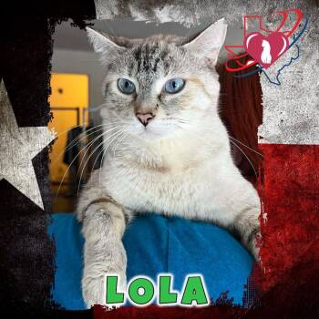 Lola/Eileen -  Siamese Cat for Adoption in Kingman, Arizona - Lola/Eileen | PetCurious