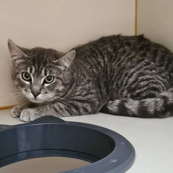 Domestic Short Hair Cats Available for Adoption in Idaho Falls, Idaho - Barn Cat- Popcorn | PetCurious