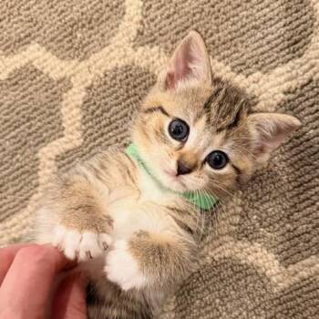 Charming CHARLEE - 3 Months Kitten -  American Shorthair Cat for Adoption - Charming CHARLEE - 3 Months Kitten | PetCurious