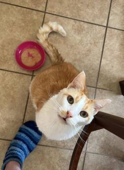 Noodles -  Domestic Short Hair Cat for Adoption in Virginia Beach, Virginia - Noodles | PetCurious