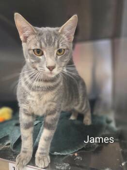 James -  Domestic Short Hair Cat for Adoption in Justin, Texas - James | PetCurious