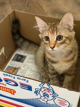 Niki 5215 -  Domestic Short Hair Cat for Adoption in Bonsall, California - Niki 5215 | PetCurious