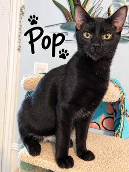 Pop -  Domestic Short Hair Cat for Adoption in Homestead, Florida - Pop | PetCurious