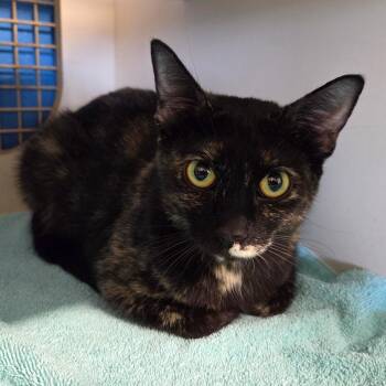 Rescue Tortoiseshell Cats for Adoption in Unm, New Mexico - Twyla | PetCurious