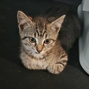 Lilo -  Tabby and Domestic Short Hair Cat for Adoption in Greensburg, Pennsylvania - Lilo | PetCurious